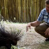 Man encountering porcupine