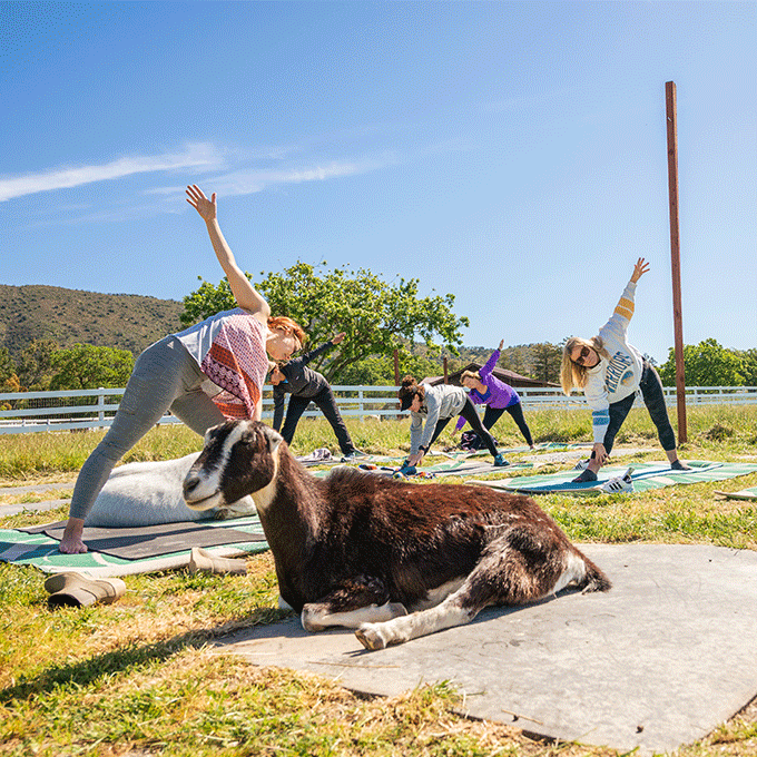 Our Top 10 Fave Goat Yoga Pics - bulldog yoga