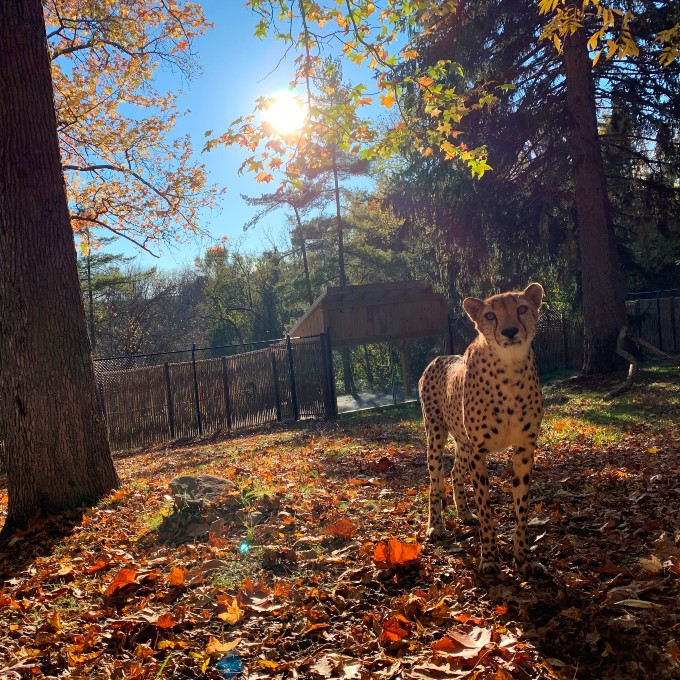 Bobcat Encounter at the Ogl Good Zoo