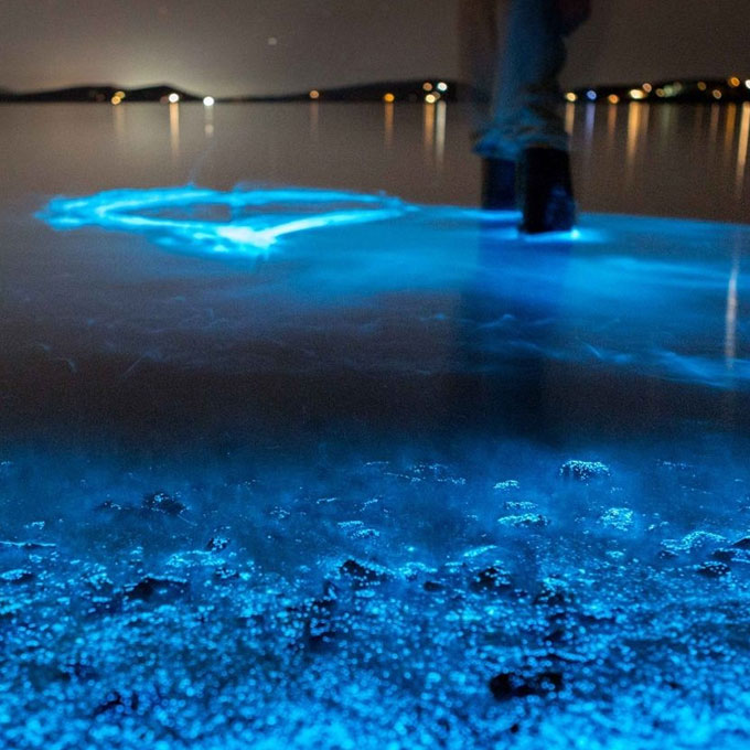 Where to See Bioluminescence in Florida: Cocoa Beach, Key West, and More -  Thrillist