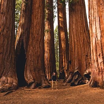 Full-Day Sequoia National Park Tour | Virgin Experience Gifts