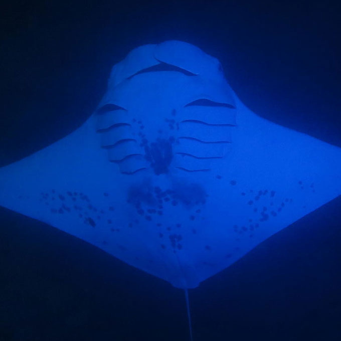 4 Days 3 Nights Manta Ray Adventure